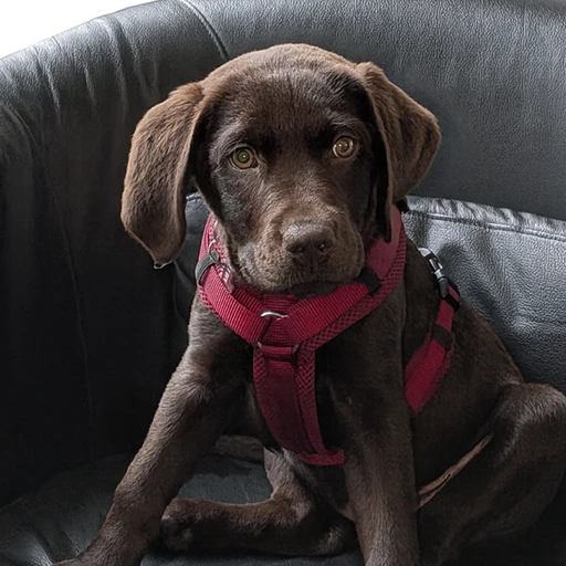 Millie